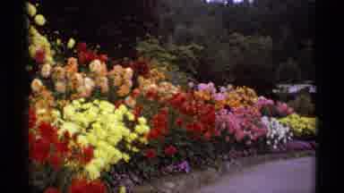 Vancouver Canada (1974): Beautiful Floral Arrangement In A Garden