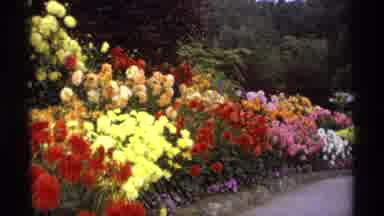 Vancouver Canada (1974): Rows Of Flowers Well Planted Road Curving Slightly Until