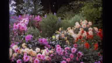 Vancouver Canada (1974): Natural Wildflowers Growing Outside
