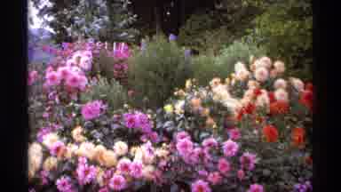 Vancouver Canada (1974): Man Walking Along A Path With Flowers Beautiful Colorful
