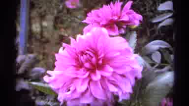Vancouver Canada (1974): A Nice Garden With All Kind Of Flowers Special The Pink
