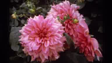 Vancouver Canada (1974): Pink Beautiful Flowers By The Waterfall