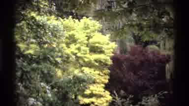 Vancouver Canada (1974): Camera Captures The Plants And Flowers Of The Garden On A