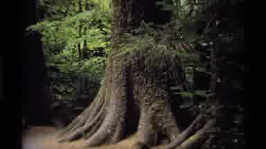 Vancouver Canada (1974): Forest Trees Leaves Bark Woods Signage White Letters