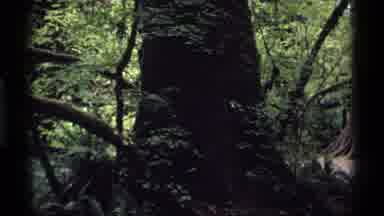 Vancouver Canada (1974): Moss Covered Trees And Undergrowth In Dense Forest Under