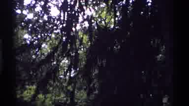 Vancouver Canada (1974): The Green Area Was Very Nice To See Around The Place