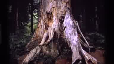 Vancouver Canada (1974): Trunk Of Aged Brown Tree In The Woods With Trees In The