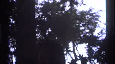 Vancouver Canada (1974): Different Types Of Trees In A Forest With The Sun Shining