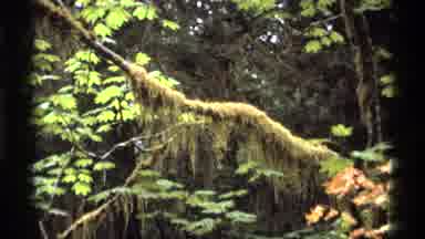 Vancouver Canada (1974): Footage Of What Looks Like Moss Growing On A Tree Branch