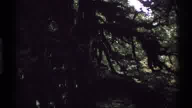 Vancouver Canada (1974): A Natural And Green Place To See The Forest With Love And