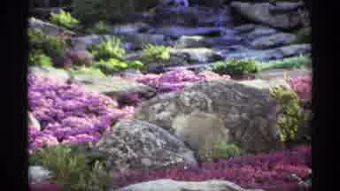 Worlds Fair Seattle (1974): A Variety Of Flowers Inside The Park With Different