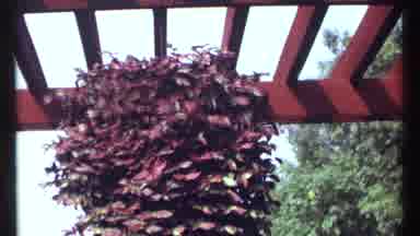 Montreal Canada (1967): View Of Dark Red And White Hanging Plants On A Clear Day