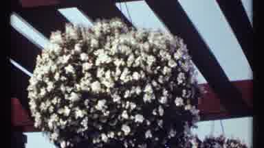 Montreal Canada (1967): Fragrant Expensive Plants And Flowers For Your Loved Ones