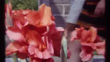 Montreal Canada (1967): A Dark And Red Color Dower Insure A National Park Placed