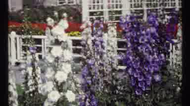 Montreal Canada (1967): Group Of People Walking By Field Of Lavender And Lilacs