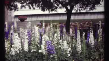 Montreal Canada (1967): Garden Areas Showing Flowers In Yellow White Red Blue On