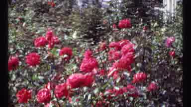 Montreal Canada (1967): A Dark And Red Color Flowers Insure A National Park Placed