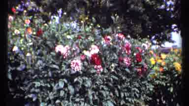 Montreal Canada (1967): Two Views Of Foliage With Flower Of Multi Colors In Scene