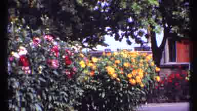 Montreal Canada (1967): A Beautiful Flower Garden And A Red Flower