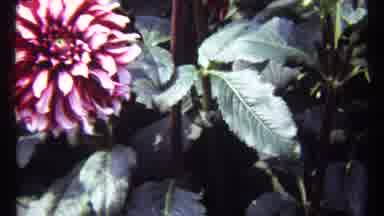 Montreal Canada (1967): The Beauty Of Nature Roaming Through The Garden Bright Of