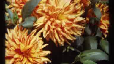 Montreal Canada (1967): View Of Pink And Orange Blooming Chrysanthemums On A