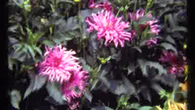 Montreal Canada (1967): Those Beautiful Nice Flowers And Bushes