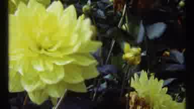 Montreal Canada (1967): Close Look To Christmastime Garden