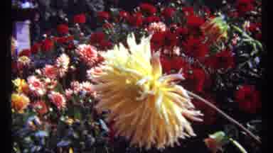 Montreal Canada (1967): A Recording Of A Garden With Flowers In Various Colors On