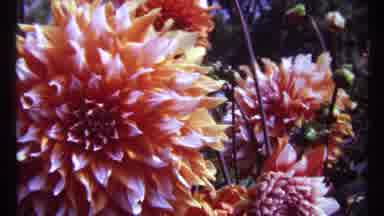 Montreal Canada (1967): A Flower Bush