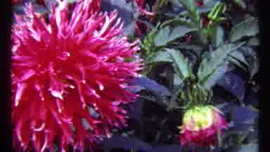 Montreal Canada (1967): View Of Red And Yellow Blooming Flowers On A Sunny Day