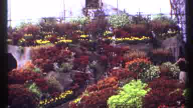 Montreal Canada (1967): View Of Orange Yellow And Red Flowers On A Cloudy Day