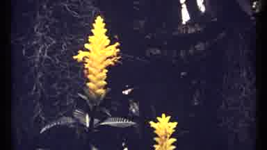 Montreal Canada (1967): Yellow Tropical Flowers White Old Transatlantic Passenger