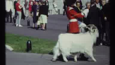 Ottawa Canada (1967): British Guard Standing Observation Official Goat Walking