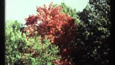 Toronto Canada (1967): Red And Green Leaves In An Autumn Season