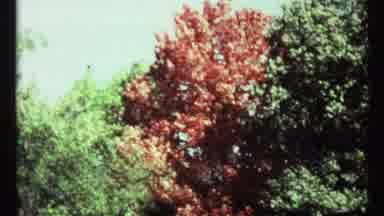 Toronto Canada (1967): Trees Autumn Wind Blowing Sky Morning Leafs Green Brown