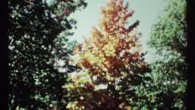 Toronto Canada (1967): Autumn Leaves Blowing Lightly In The Breeze Against A Blue