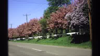 Minnesota (1970): Roadside View Of Trees In Full Fall Foliage With White Fence