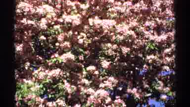 Minnesota (1970): Pale Pink Honeysuckle Flowers Blooming On A Bright Sunny Day