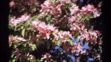 Minnesota (1970): Blooming Pink Flowering Trees Creating A Border Between A Green