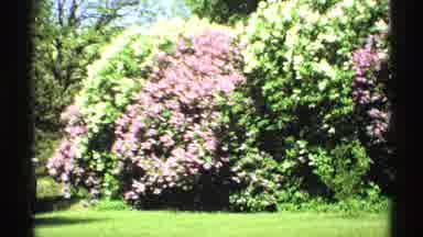 Minnesota (1970): Colorful Bushes And Flowers