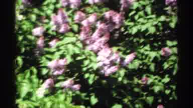 Minnesota (1970): White And Red Leaves In The Park