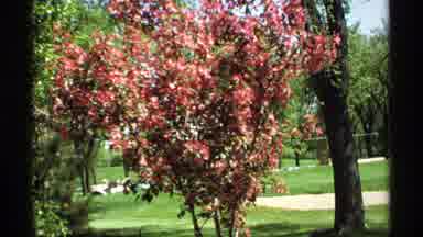 Minnesota (1970): Colorful Flowers Inside The Park