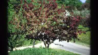 Minnesota (1970): Many Different Types Of Trees Shown Along A Road Sign