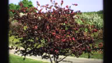 Minnesota (1970): Beautiful Trees In The Village