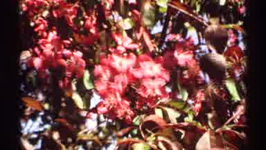 Minnesota (1970): A Blooming Tree To Never Miss To See