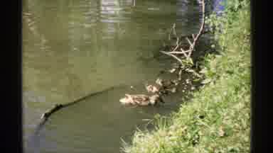 Minnesota (1970): Family Of Brown Ducks Swimming In Pond On A Sunny Day