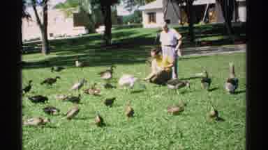 Minnesota (1970): People Feed The Ducks Bread Crumbs At The Park On A Lovely Sunny