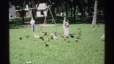 Minnesota (1970): Ducks Surrounding People As They Feed Them