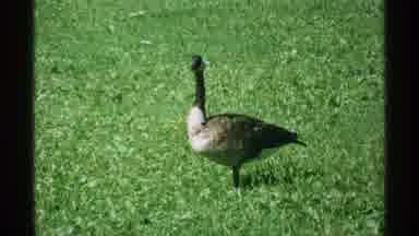 Minnesota (1970): The Green Lawn In The Park Was A Joy To See While A Duck Sits