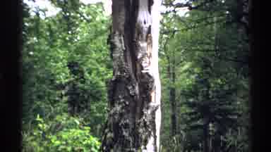 Isle Royale Michigan (1971): Camera Focuses On The Several Tall Trees That Stand